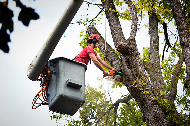 Best Tree Trimming and Pruning  in Mount Vernon, TX